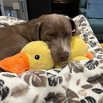 Calming Duck Dog Toy – Durable Chew Toy With Soft Quack Sound | Fun Squeaky Toy For Dogs To Reduce Boredom And Keep Them Active Neriona L